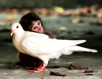 Animal Love...India