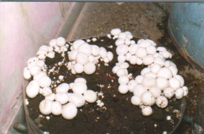 Dharamsala Mushrooms