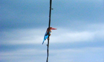 Birds at Dharamsala Hotels