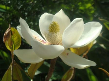 Flowers India