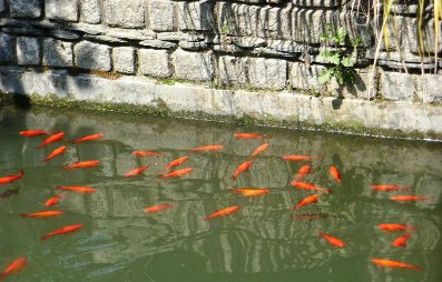 Good Karma in Dharamsala