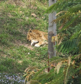 Lions India