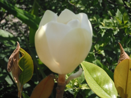 Flowers, Vidya Niwas, Dharamsala