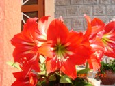 Himalayan Lilies