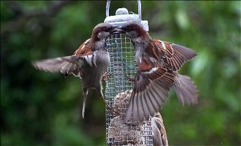 Sparrow India