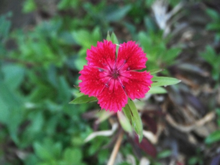 Pink Garden of Dharamsala