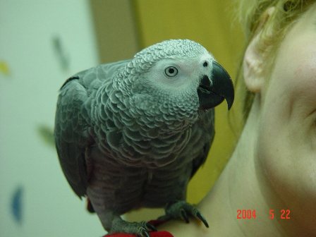 African Grey Bird