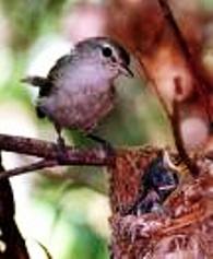 Alpine Birds, Dharamsala
