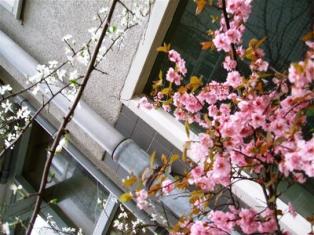 Spring Blossoms, Dharamsala