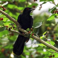 Asian  Koel