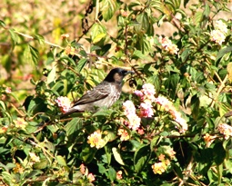 Medicinal Plants & Birds Himachal