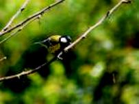 Green Bird of Dharamsala