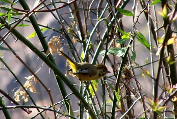 Himachal Birds