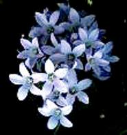 Blue Himalayan Flower