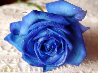 Blue Rose