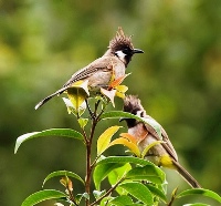 Indian Bul - Bul