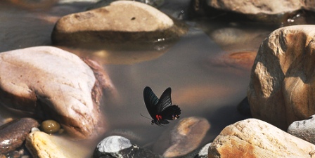 Butterfly India