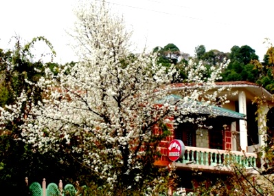 Vidya Niwas, Spring Blossoms, 2010