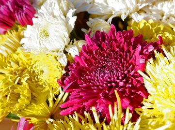 Flower Himalayas