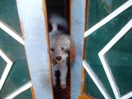 Bobo Dog Dharamsala