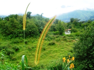 Dharamsala Green News