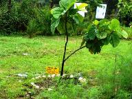 Himalayan Fig Tree