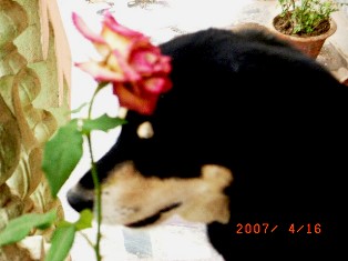 Flower Talk, Vidya Nwas