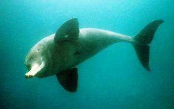 Dolphins of Ganga