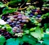 Grapes of Himachal