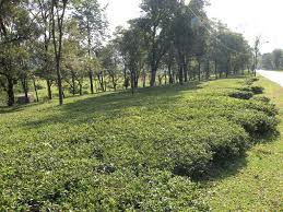 Tea Gardens of Dharamsala