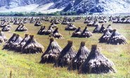 Tibet Harvest