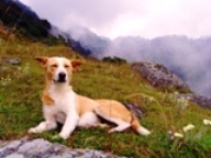 Himalayan Dogs, Dharamsala