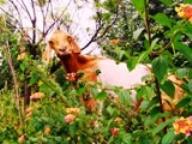 Himalayan Goat, Dharamsala