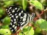 Dharamsala Butterflies