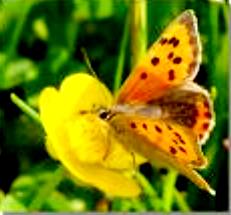 Himalayan Butterflies, Dharamsala