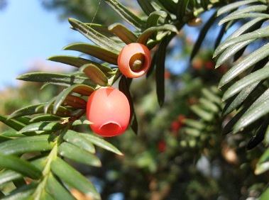 Himlayan Yew Plant