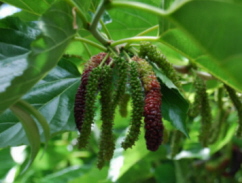 Himalayan Mulberry