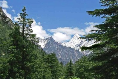 Green Forest Himachal