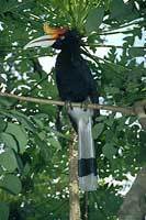 Hornbill of Nagaland