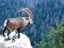 Wild Life Ibex