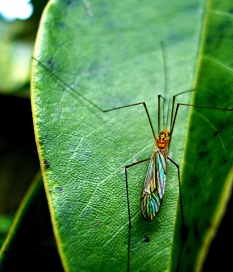 Insect World India