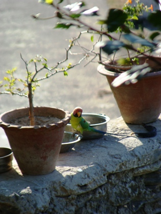 Birds of North India