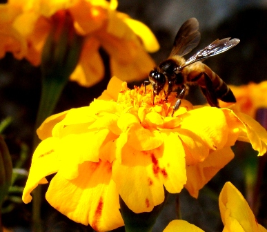 Marigold Vidya Niwas