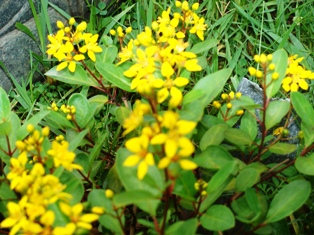 Canary Yellow