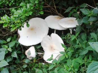 Mushrooms at Vidya Niwas