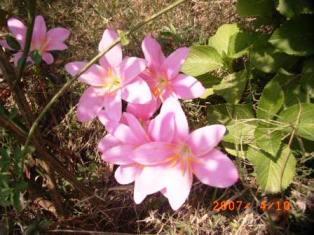 Pink Monsoon Vidya Niwas