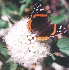 Butterfly Alpine