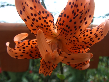 Lillies Himalayas