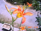 Orange Lily, Vidya Niwas