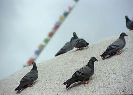 Birds Dharamsala